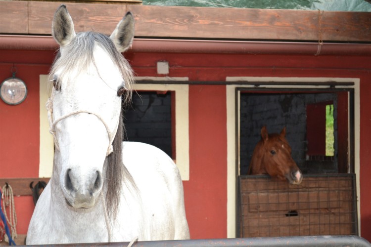 Sempre il secondo cavallo - Pizzeria Il Ranch