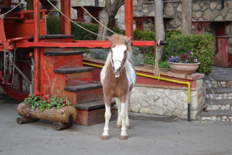 Mini pony