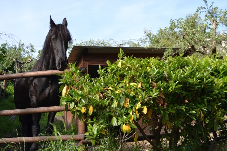 Terzo Cavallo - Pizzeria Il Ranch